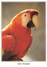 BF40049 ara macao parrot