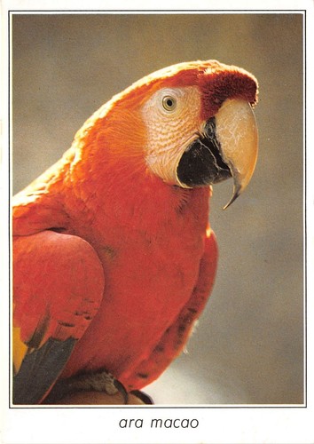 Bf40049 ara macao parrot - ara,