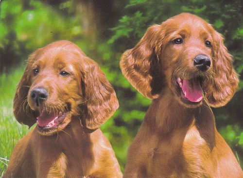 Setter cartolina - *,