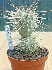 Tephrocactus Alexanderi var