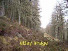 Photo 6x4 Larch woods, Cnoc