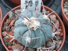 Echinocactus horizonthalonius