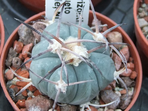 Echinocactus horizonthalonius