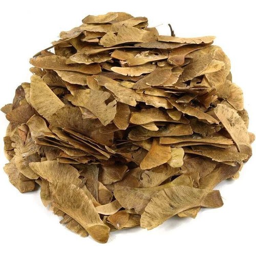 Semi acer platanoides - 10,