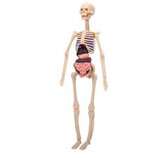Kit Modello Anatomia Umana 3D