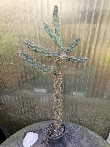 Cactus opuntia imbricata - 🌵,