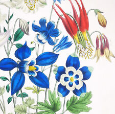 1841, J.W. LOUDON 1° EDIZIONE. FINISSIMO ANTICO ACQUERELLO ORIGINALE PERENNI YEK