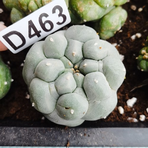 D463 una radice - c'è, --