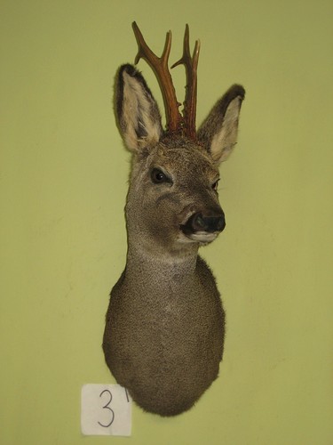 Roe deer shoulder mount - roe,