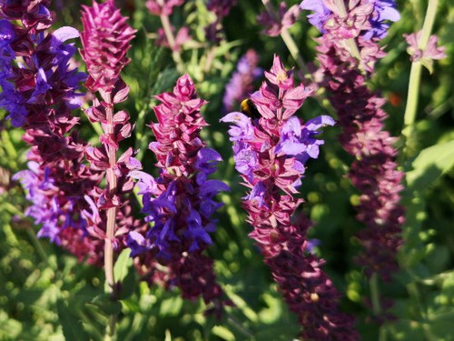 250 semi salvia viola - 250,