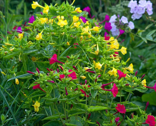 Mirabilis jalapa bella - mirabilis, di