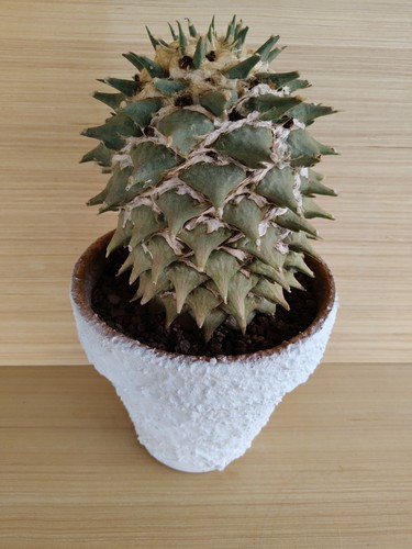 Ariocarpus retusus gigante - ariocarpus,