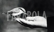 Foto vintage Russia, Uccellino si ciba di noccioline di cedro, stampa 23x16 cm