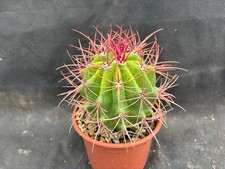 FEROCACTUS STAINESII -VIVAIO