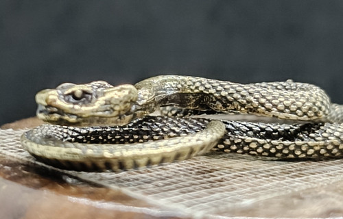 Serpente antico scultura - , in