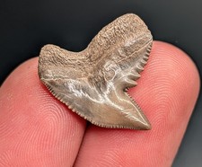 Unico dente di squalo tigre