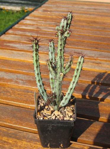 Euphorbia louwii c leach - euphorbia,
