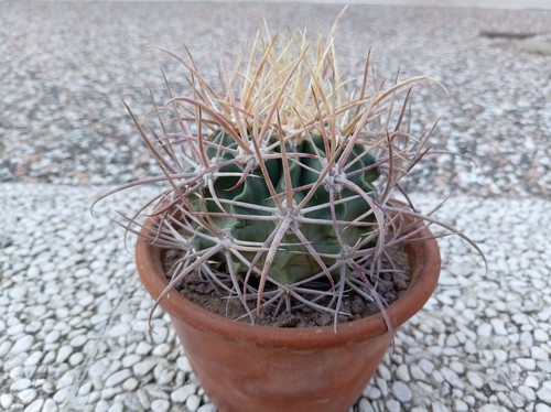 Echinocactus parryi - echinocactus,