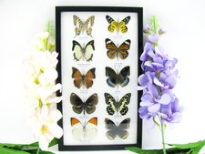 10 Farfalle splendidamente