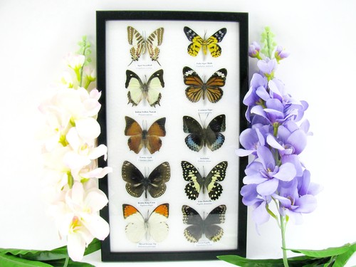 Farfalle splendidamente - 10,