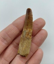Dente di Spinosauro 6,2 cm -