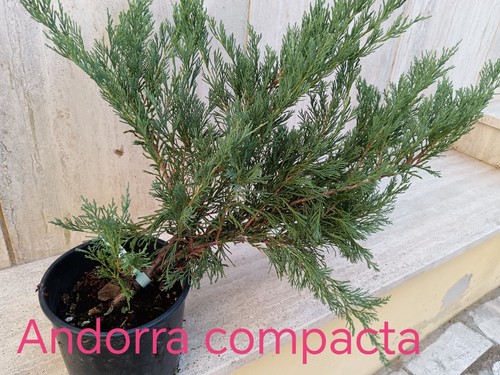 Prebonsai bonsai ginepro - prebonsai,