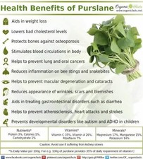 300+ Semi di Purslane -