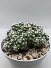 Mammillaria saboae pot cm - mammillaria,