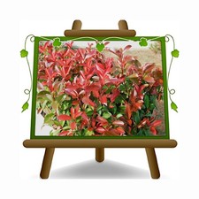Photinia compatta pianta - compatta, da