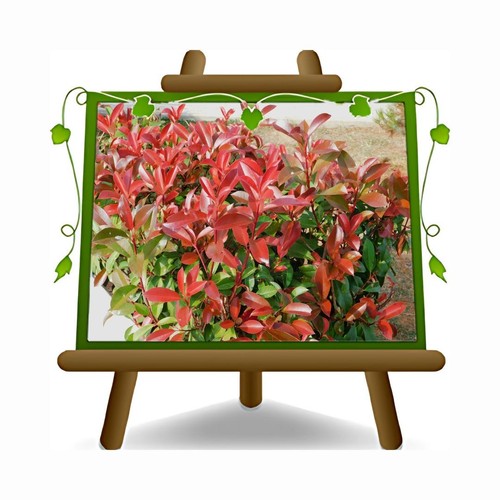 Photinia compatta pianta - compatta, da