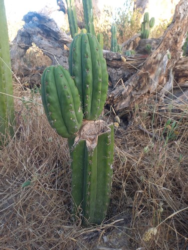 Pachanoi great mother - , plant
