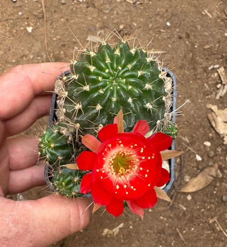 Lobivia hertrichiana cactus - hertrichiana,