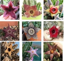 10 Talee singoli steli NO RADICI:ASCLEPIADACEAE stapelia huernia Piaranthus
