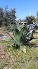 Agave ferox