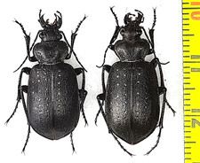 Carabidae, Calosoma (Caminara)