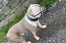 Museruola per cani in pelle