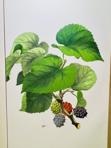Antico poster bacche - bacche, fiore