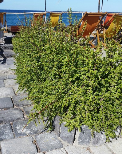 Portulacaria afra portulaca - portulacaria,