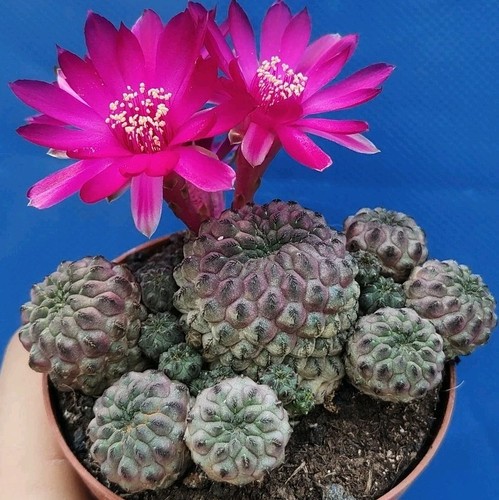 Sulcorebutia rauschii violacea - sulcorebutia,