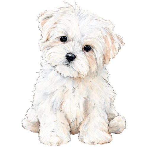 Adesivi cane maltese - cane,