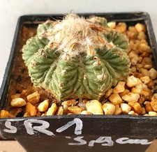Aztekium ritteri 9 - aztekium,