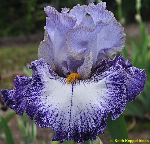 Iris central - iris, 'central