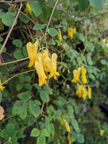 Fiori cuore rampicanti - di,