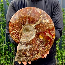 8,4 libbre grande di fossili di conchiglia di colore naturale dal Madagascar