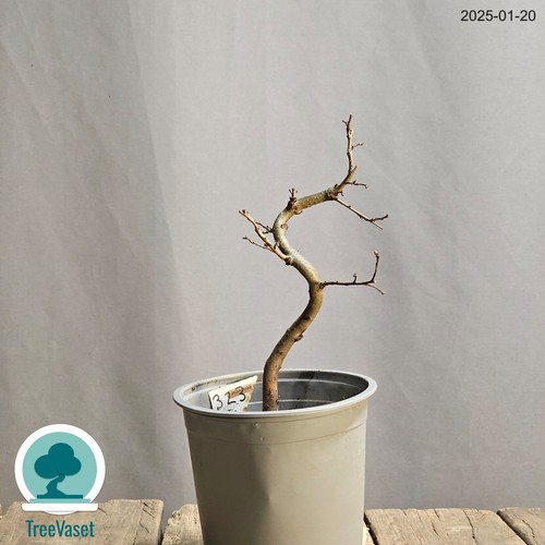 Bonsai ulmus minor - bonsai,