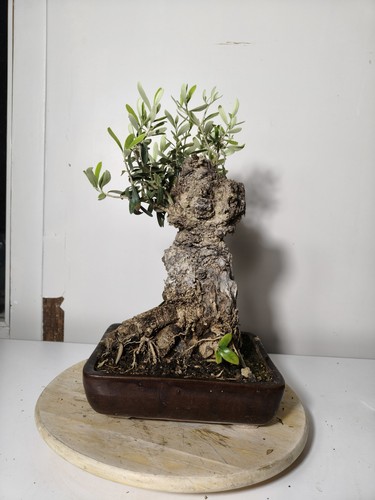 Bonsai olivo età anni - bonsai,