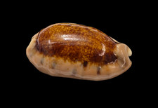 Conchiglia Shell CYPRAEA