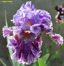 Iris TB, 'Break In' (Paul