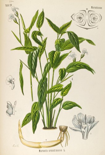 "Maranta arundinaces