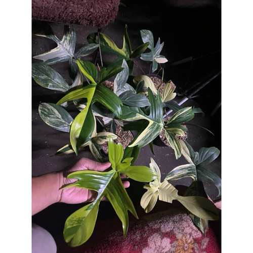 Philodendron florida beauty - philodendron,